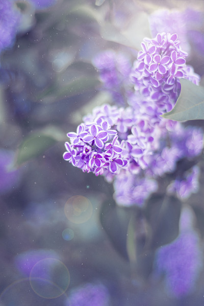 花背景，紫丁香花
