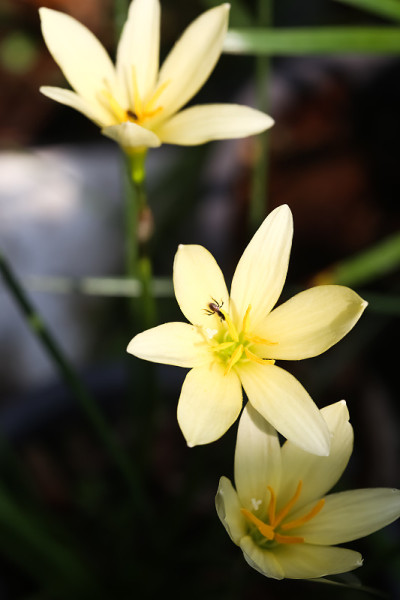 特写黄色雨花盛开的背景