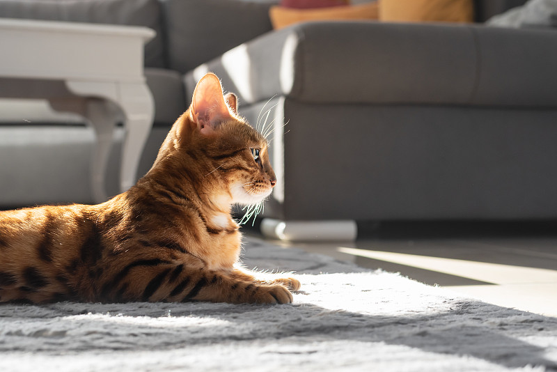 家猫在房间里晒太阳。