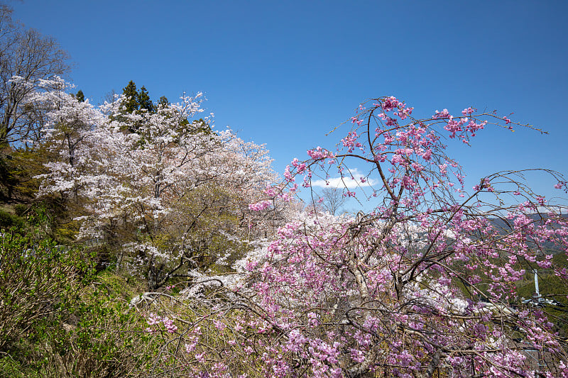 吉野山的樱花