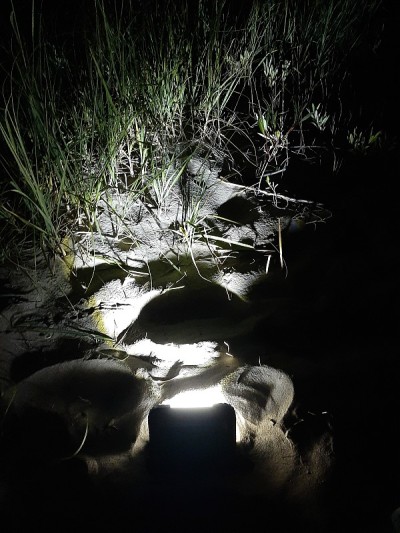 夜灯的困惑