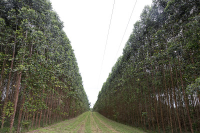 工业用桉树种植