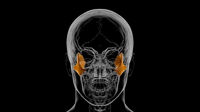 人体骨骼颅骨颧骨解剖医学概念3D