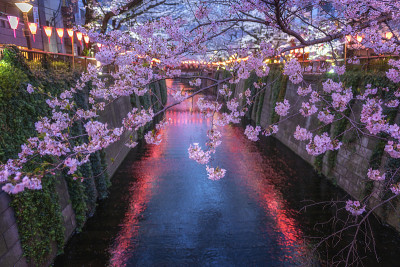 日本东京目黑河上的樱花