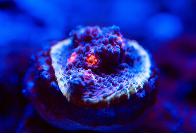 海洋水族馆里美丽多彩的珊瑚。
