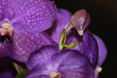 兰花的花