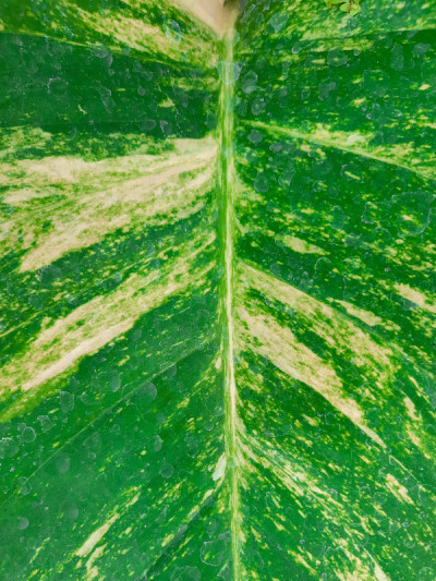 满框的照片，斑叶金黄的山楂叶股票照片