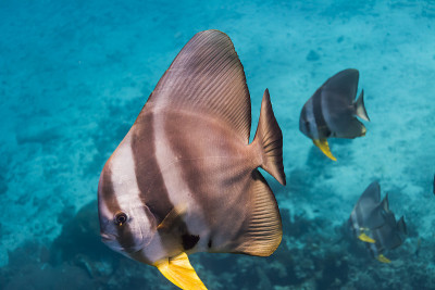 钱包batfish