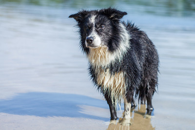 一只毛皮湿漉漉的年轻边境牧羊犬