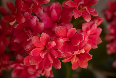 美丽的花园鲜花，色彩生动活泼