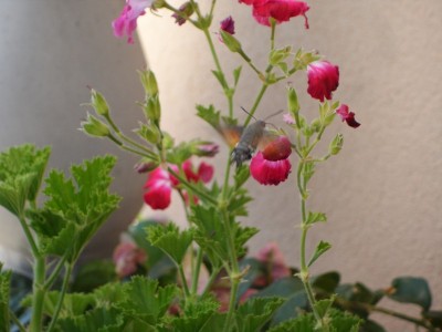 花与蜂鸟鹰蛾