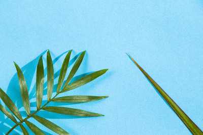 室内棕榈树，Chrysalidocarpus Lutescens槟榔