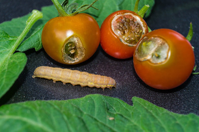 蔬菜园里的害虫