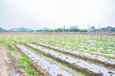 农用聚乙烯塑料在温室中新种植的苦瓜。