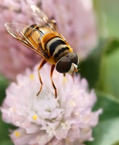蜜蜂飞