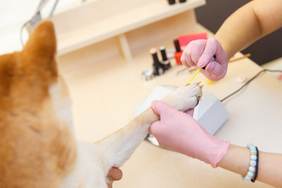 日本柴犬预约美容师