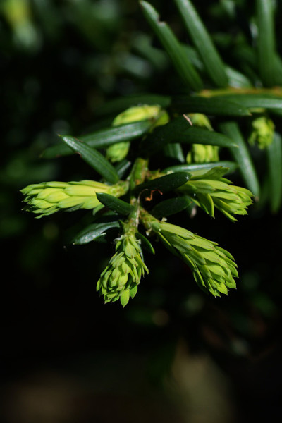 发芽的Torreya