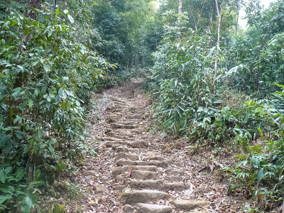 通往森林山丘的石阶