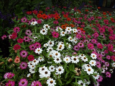 花圃