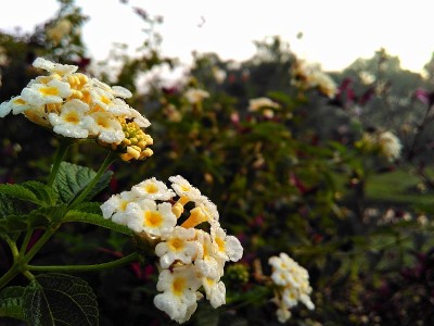马樱丹属花