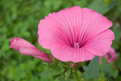 花园里的粉色拉瓦蒂拉花