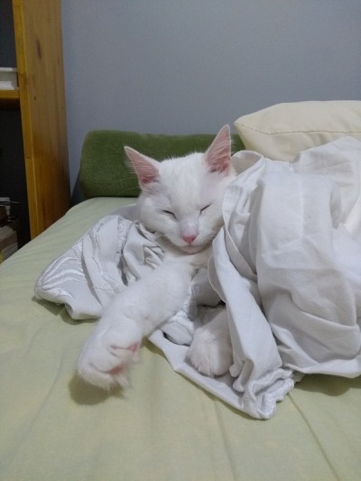 土耳其安哥拉猫-睡觉