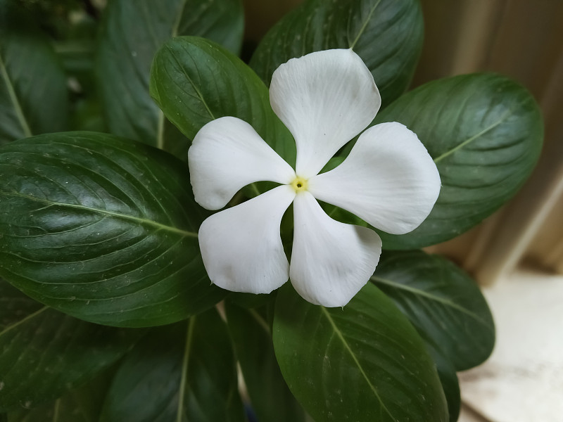 白色长春花- Catharanthus roseus, nayon tara花的孟加拉国。