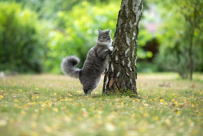 猫树