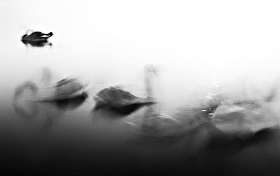 《天鹅湖》1