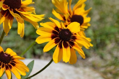 Zinnia花
