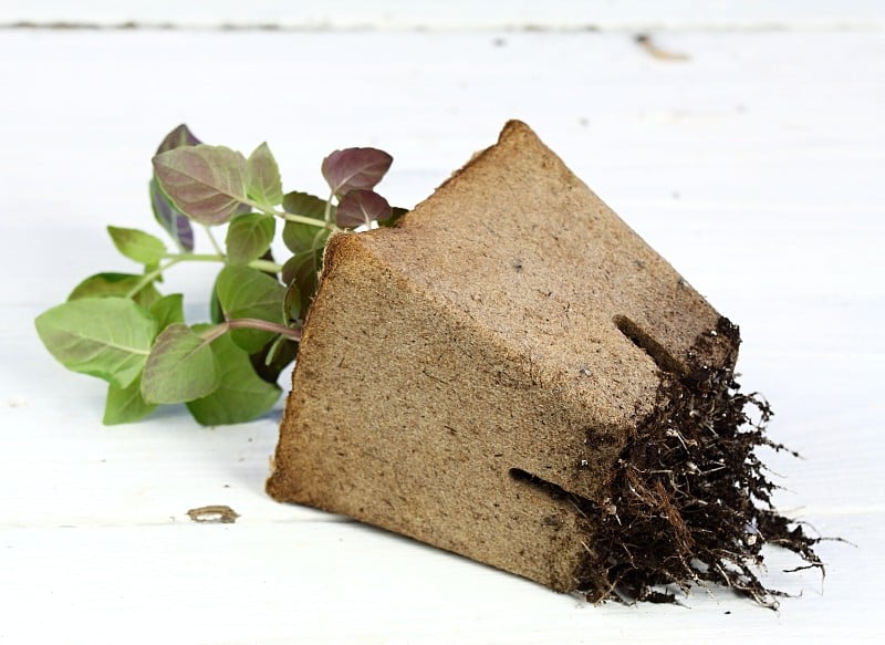 盆栽幼苗生长在可生物降解的泥炭苔藓