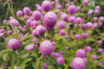 Echinops
