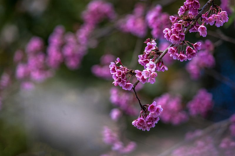 樱花或樱花的自然背景