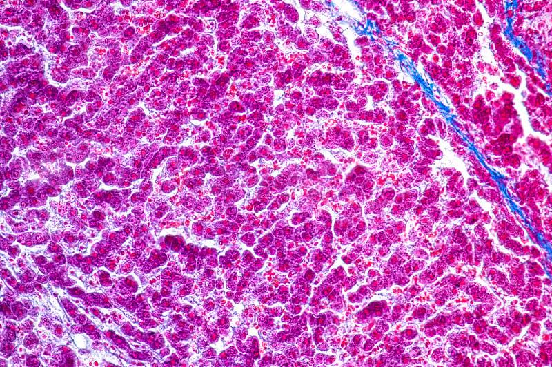 实验室生理学教育显微镜下的肝脏组织。