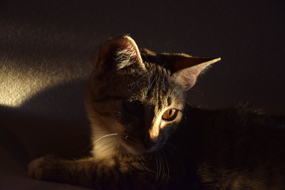 放松的猫在家里