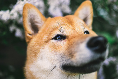 近距离拍摄可爱的柴犬近盛开的灌木