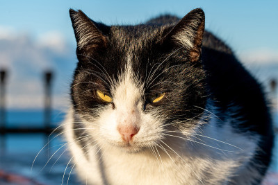 黑猫坐在
