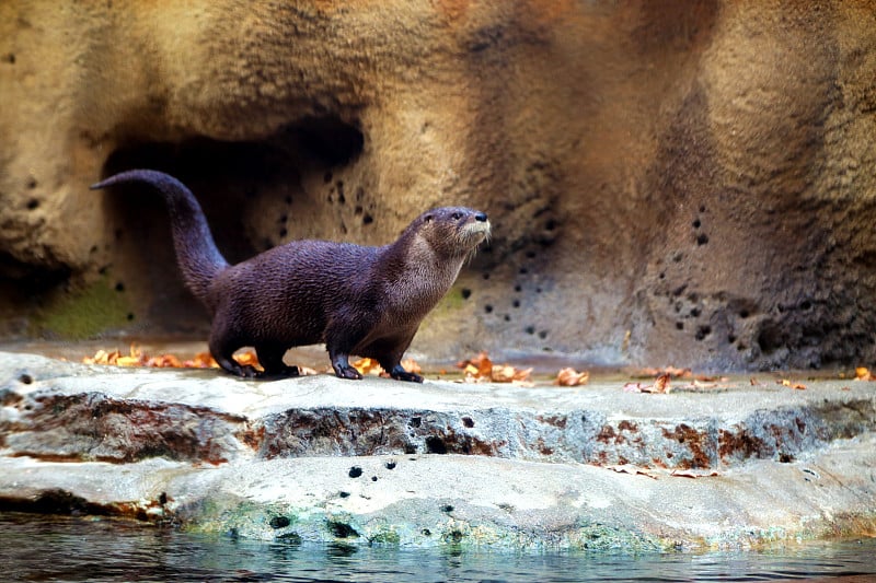 北河水獭