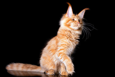 在演播室黑色背景上的缅因猫。