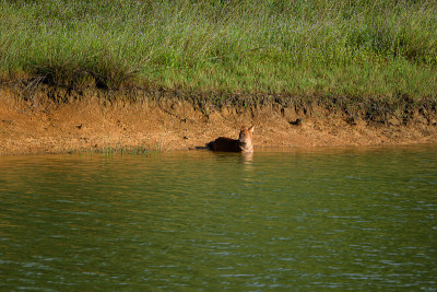 Dhole(亚洲野狗)，泰国那空府Khao Yai国家公园。