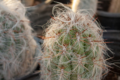 在美国亚利桑那州的一个仙人掌温室里生长着一种多毛的老人仙人掌(cephalocereus senil