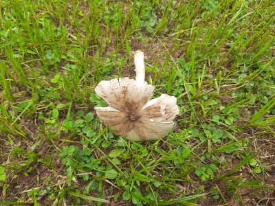 白色的蘑菇。