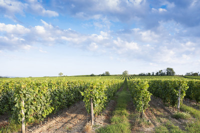 自然公园索米尔附近的景观rÃ©loire - anju - touraine地区葡萄园