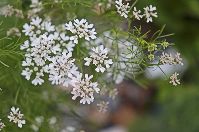 香菜花