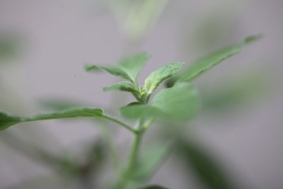 神圣的图拉西plantм