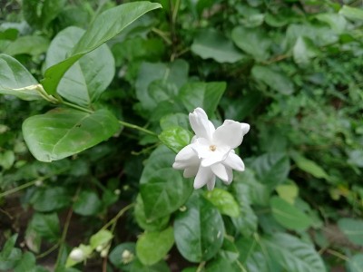 茉莉花，茉莉花，阿拉伯茉莉花，茉莉花