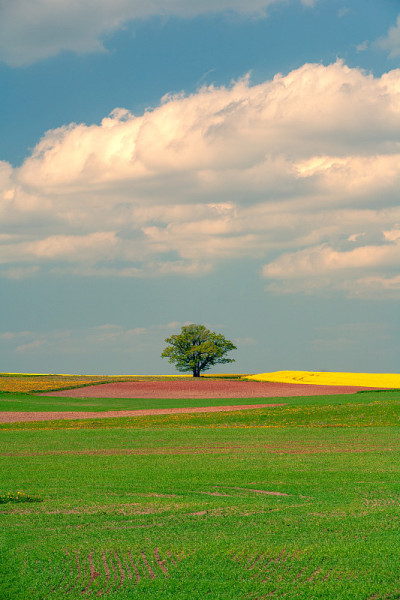 Big tree in a flowering field in spring