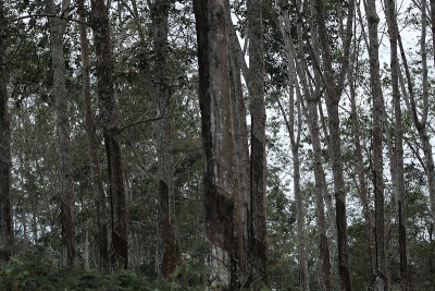 橡胶树