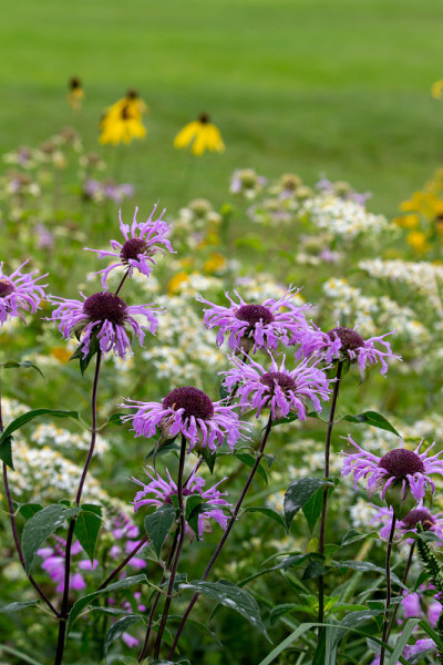 野生佛手柑(Monarda fistulosa)在野外开花