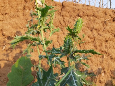 它是墨西哥Argemone。
